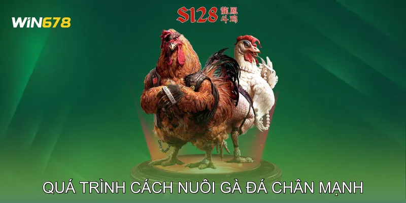 Quá Trình Cách Nuôi Gà Đá Chân Mạnh